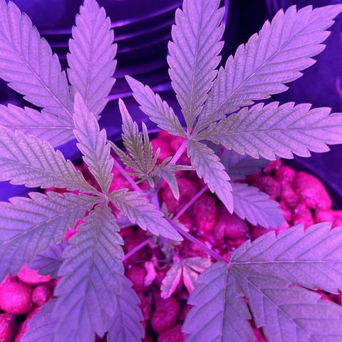 Jane growlog timeline photo