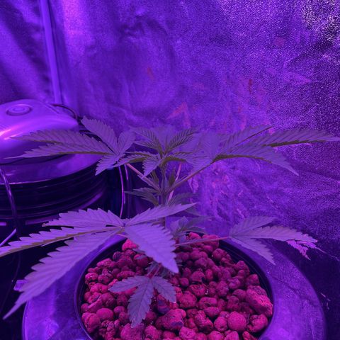 Jane growlog timeline photo