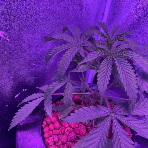 Jane growlog timeline photo