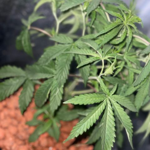 Jane growlog timeline photo