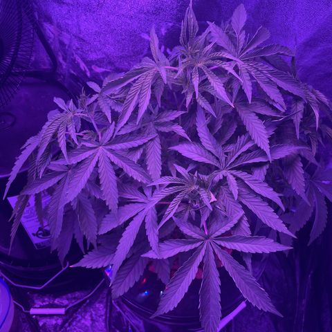 Jane growlog timeline photo