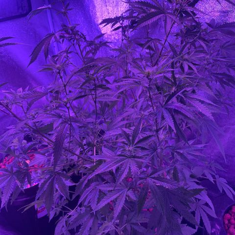 Jane growlog timeline photo