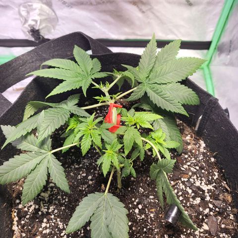 Unknown strain growlog timeline photo