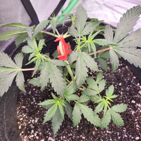 Girl Scout Cookies Auto growlog timeline photo