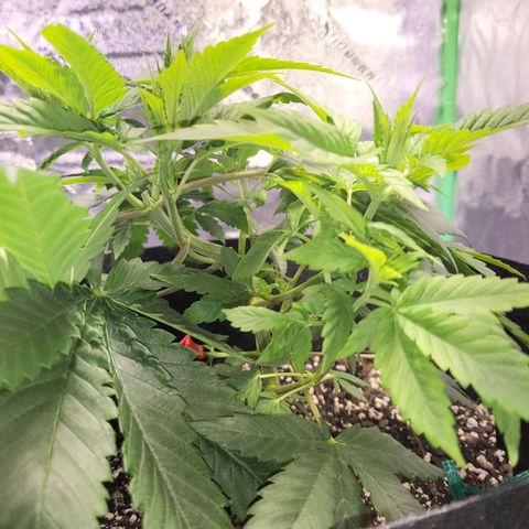 Unknown strain growlog timeline photo
