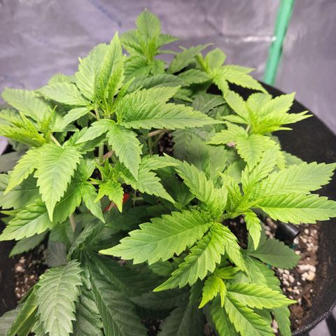 Unknown strain growlog timeline photo