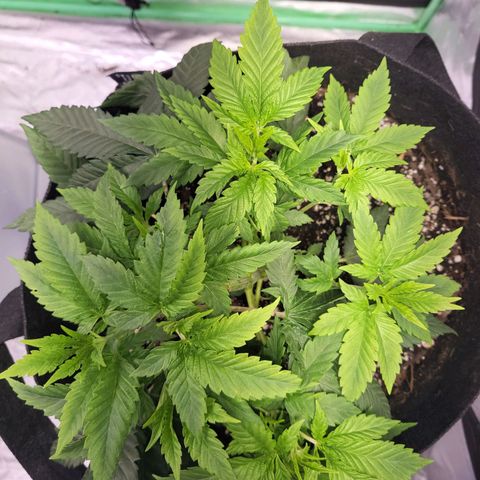 Unknown strain growlog timeline photo