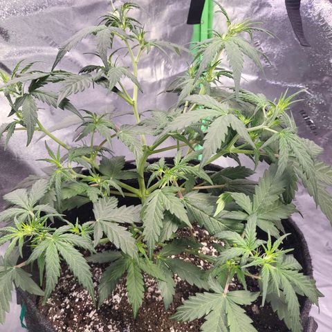 Girl Scout Cookies Auto growlog timeline photo
