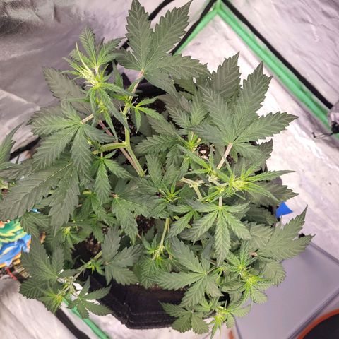 Girl Scout Cookies Auto growlog timeline photo