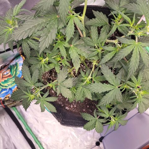 Girl Scout Cookies Auto growlog timeline photo