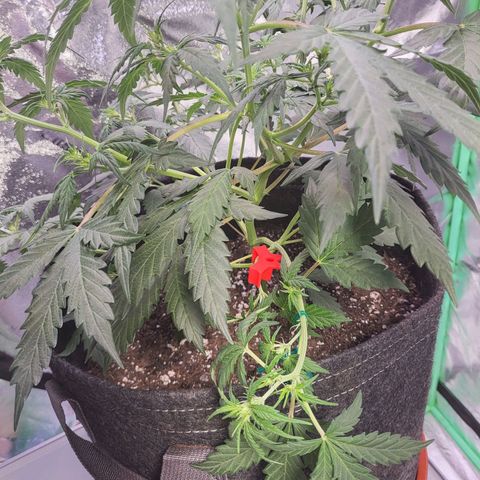 Girl Scout Cookies Auto growlog timeline photo