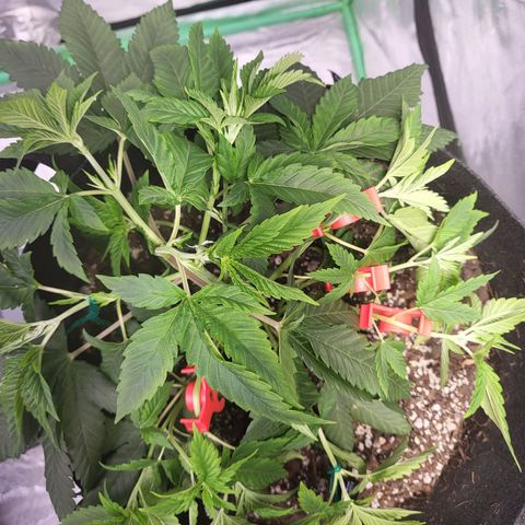 Girl Scout Cookies Auto growlog timeline photo