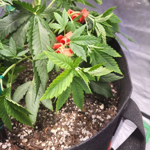 Girl Scout Cookies Auto growlog timeline photo