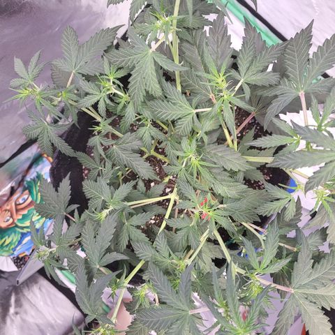 Girl Scout Cookies Auto growlog timeline photo