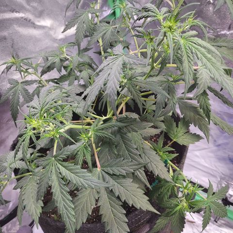 Girl Scout Cookies Auto growlog timeline photo