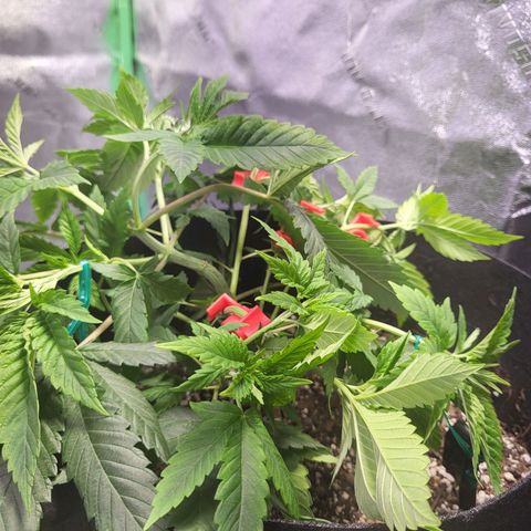 Girl Scout Cookies Auto growlog timeline photo