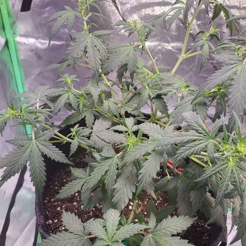 Girl Scout Cookies Auto growlog timeline photo