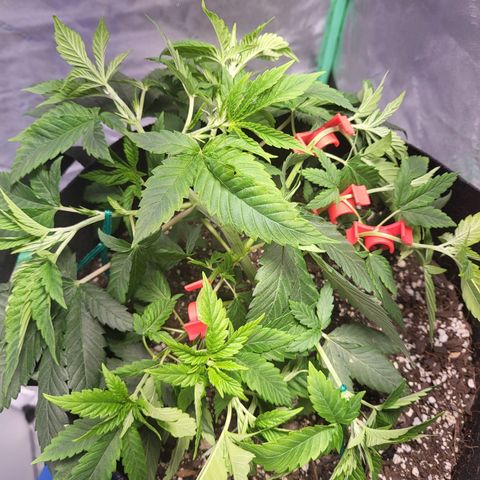 Girl Scout Cookies Auto growlog timeline photo