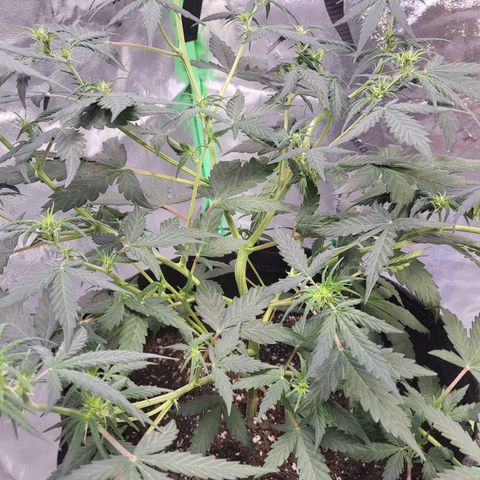 Girl Scout Cookies Auto growlog timeline photo