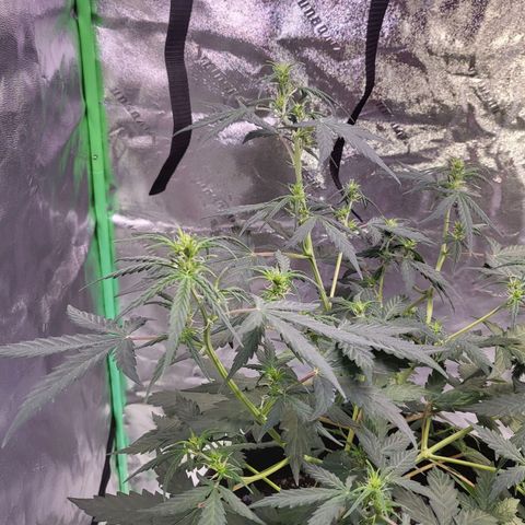 Girl Scout Cookies Auto growlog timeline photo