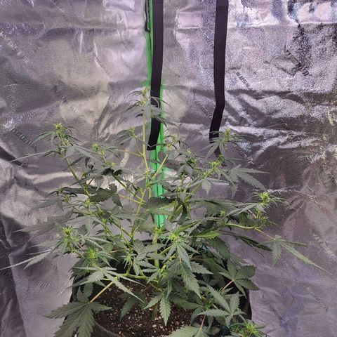 Girl Scout Cookies Auto growlog timeline photo