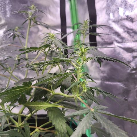 Girl Scout Cookies Auto growlog timeline photo