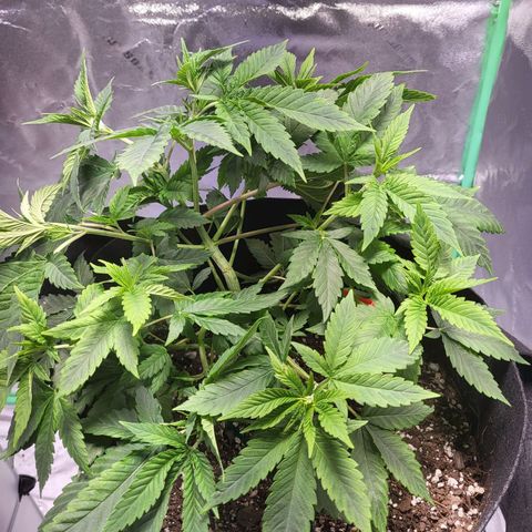 Unknown strain growlog timeline photo