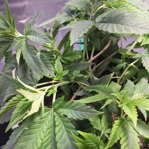 Unknown strain growlog timeline photo