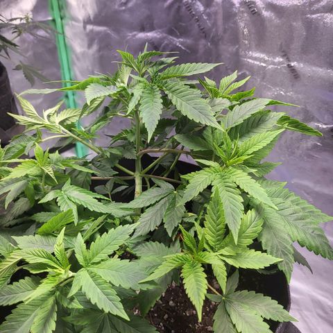 Unknown strain growlog timeline photo
