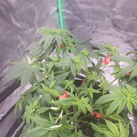 Unknown strain growlog timeline photo
