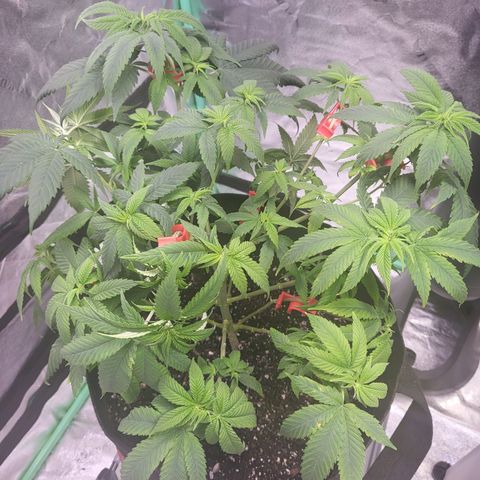 Unknown strain growlog timeline photo
