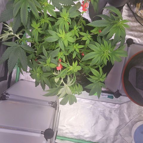 Unknown strain growlog timeline photo