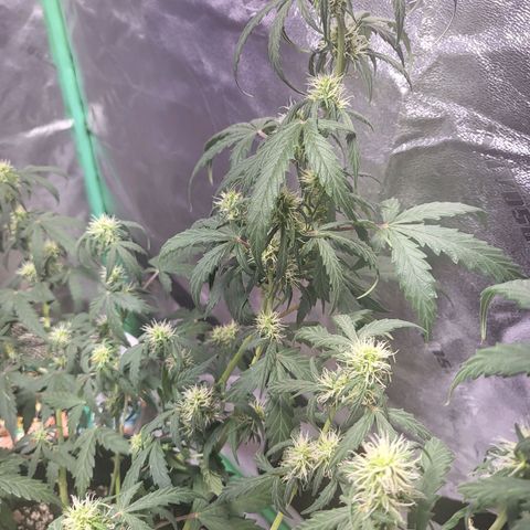 Girl Scout Cookies Auto growlog timeline photo