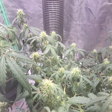 Girl Scout Cookies Auto growlog timeline photo