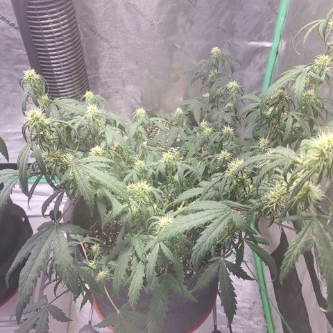 Girl Scout Cookies Auto growlog timeline photo