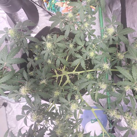 Girl Scout Cookies Auto growlog timeline photo
