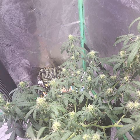 Girl Scout Cookies Auto growlog timeline photo