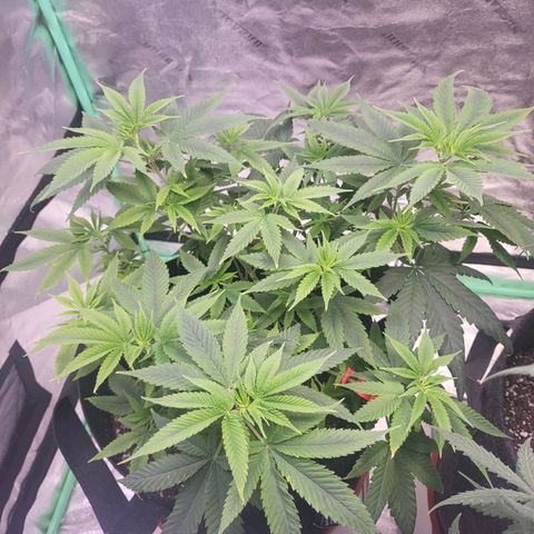 Unknown strain growlog timeline photo