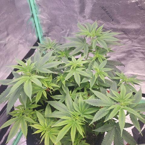 Unknown strain growlog timeline photo