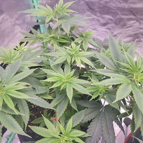 Unknown strain growlog timeline photo