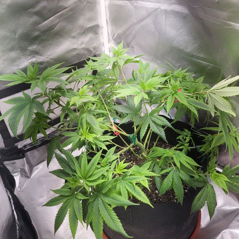 Unknown strain growlog timeline photo