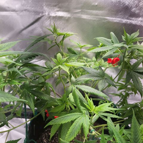 Unknown strain growlog timeline photo