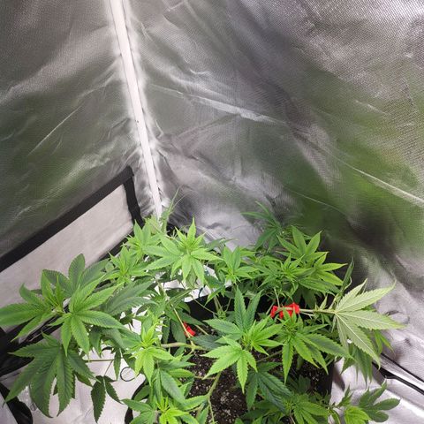 Unknown strain growlog timeline photo