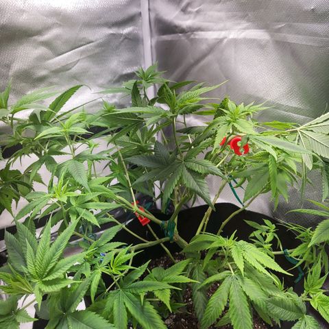 Unknown strain growlog timeline photo