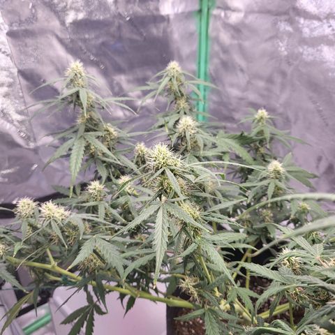 Girl Scout Cookies Auto growlog timeline photo