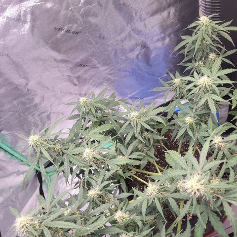 Girl Scout Cookies Auto growlog timeline photo