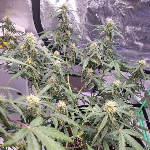 Girl Scout Cookies Auto growlog timeline photo