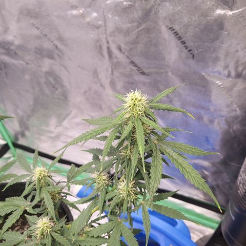 Girl Scout Cookies Auto growlog timeline photo