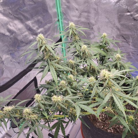 Girl Scout Cookies Auto growlog timeline photo