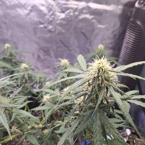 Girl Scout Cookies Auto growlog timeline photo